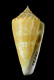 Click to see a larger version of this image (Conus xanthocinctus  Petuch, 1986 Primary Type Image)